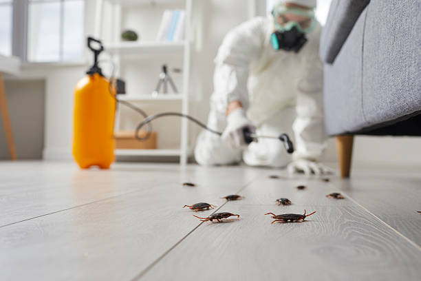 Post-Treatment Bed Bug Interceptor Monitoring in Landover